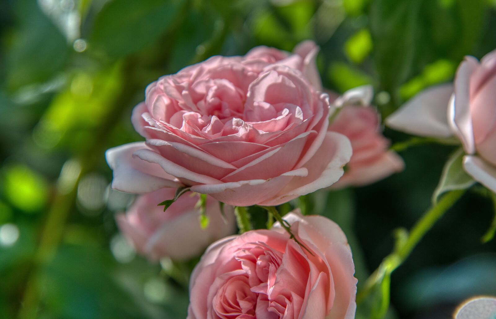 Nikon D750 sample photo. Roses, rose leaves, pink photography