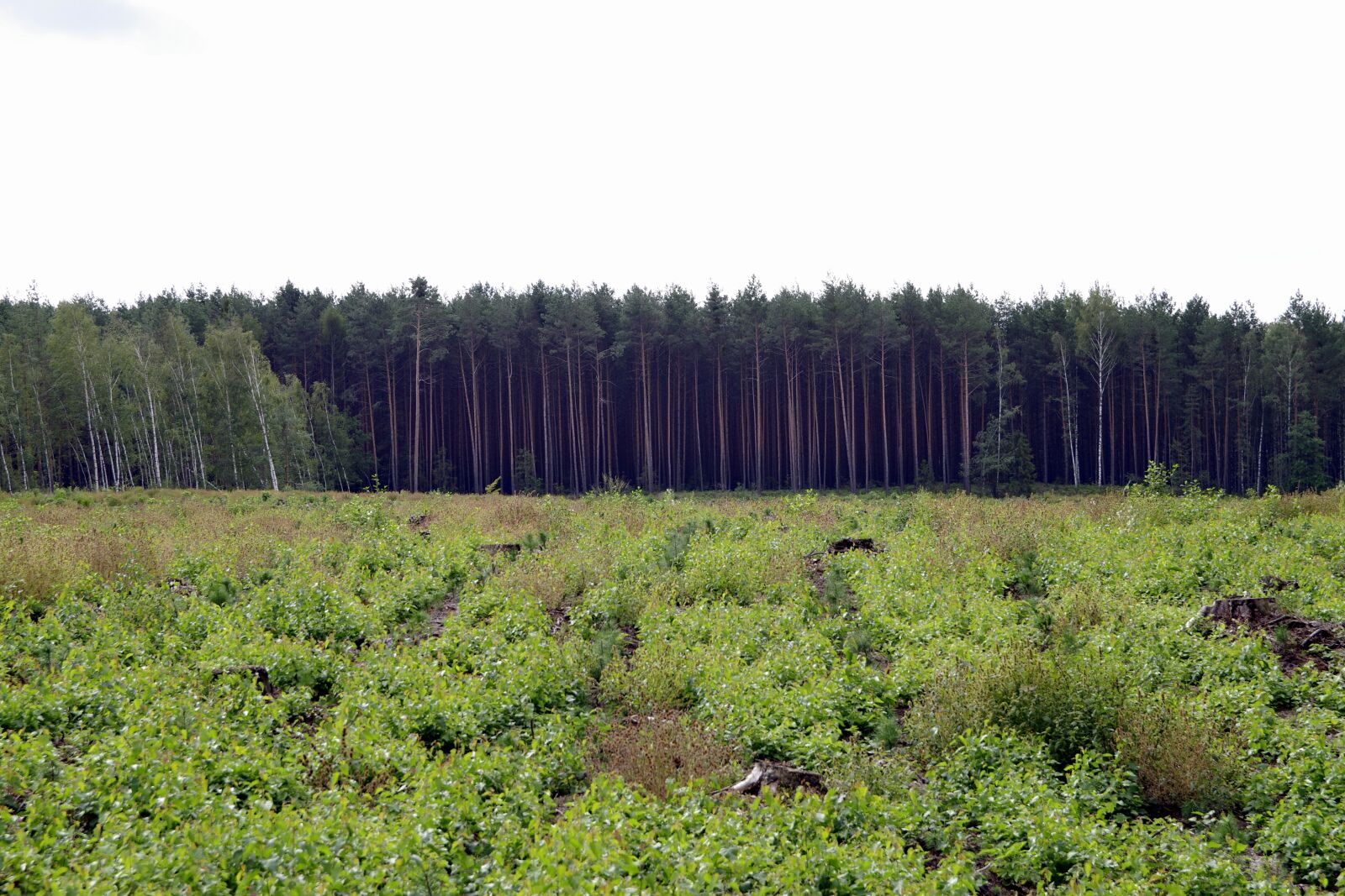 Pentax K-S2 sample photo. Forest, tall, polyana photography
