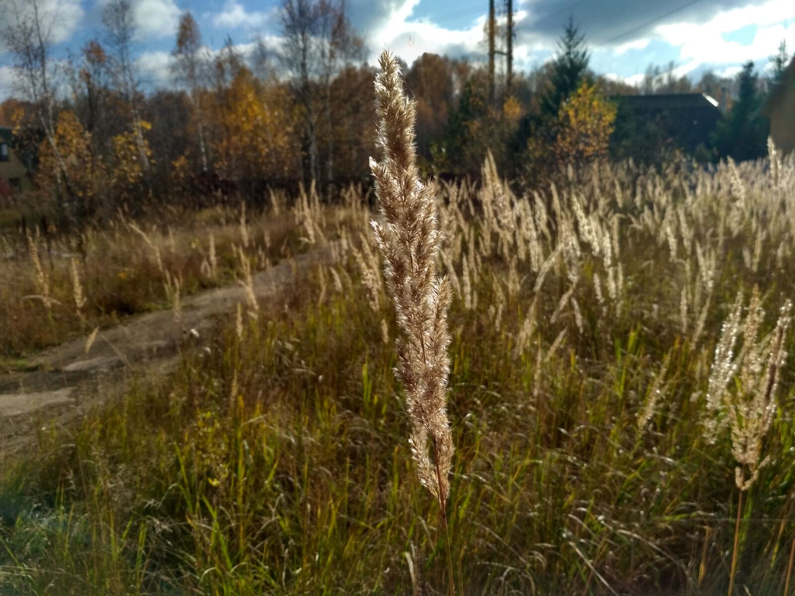 Xiaomi Redmi 3S sample photo. Nature, dacha, autumn photography