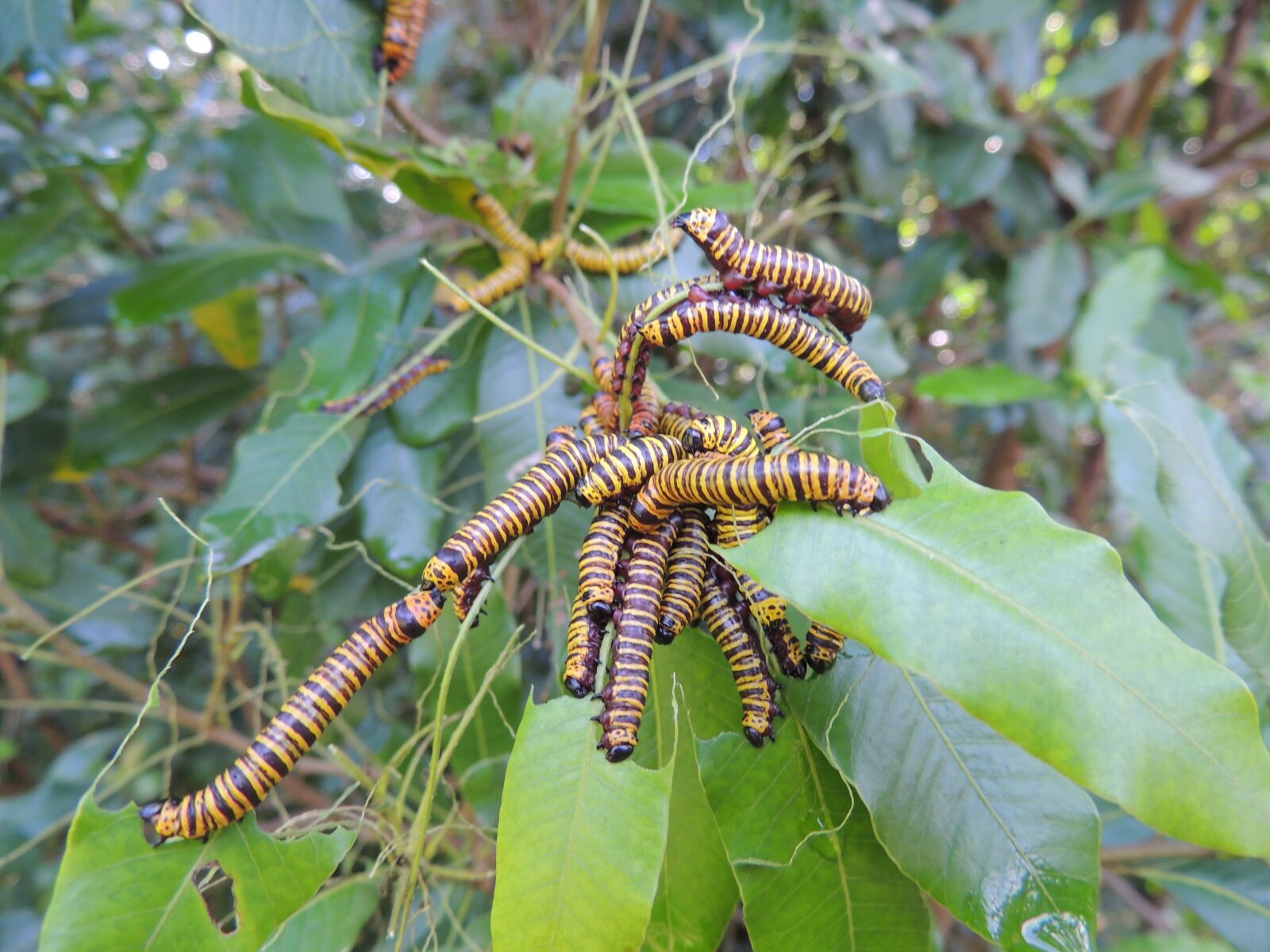 Nikon Coolpix P510 sample photo. Wrinkle, caterpillar, nature photography