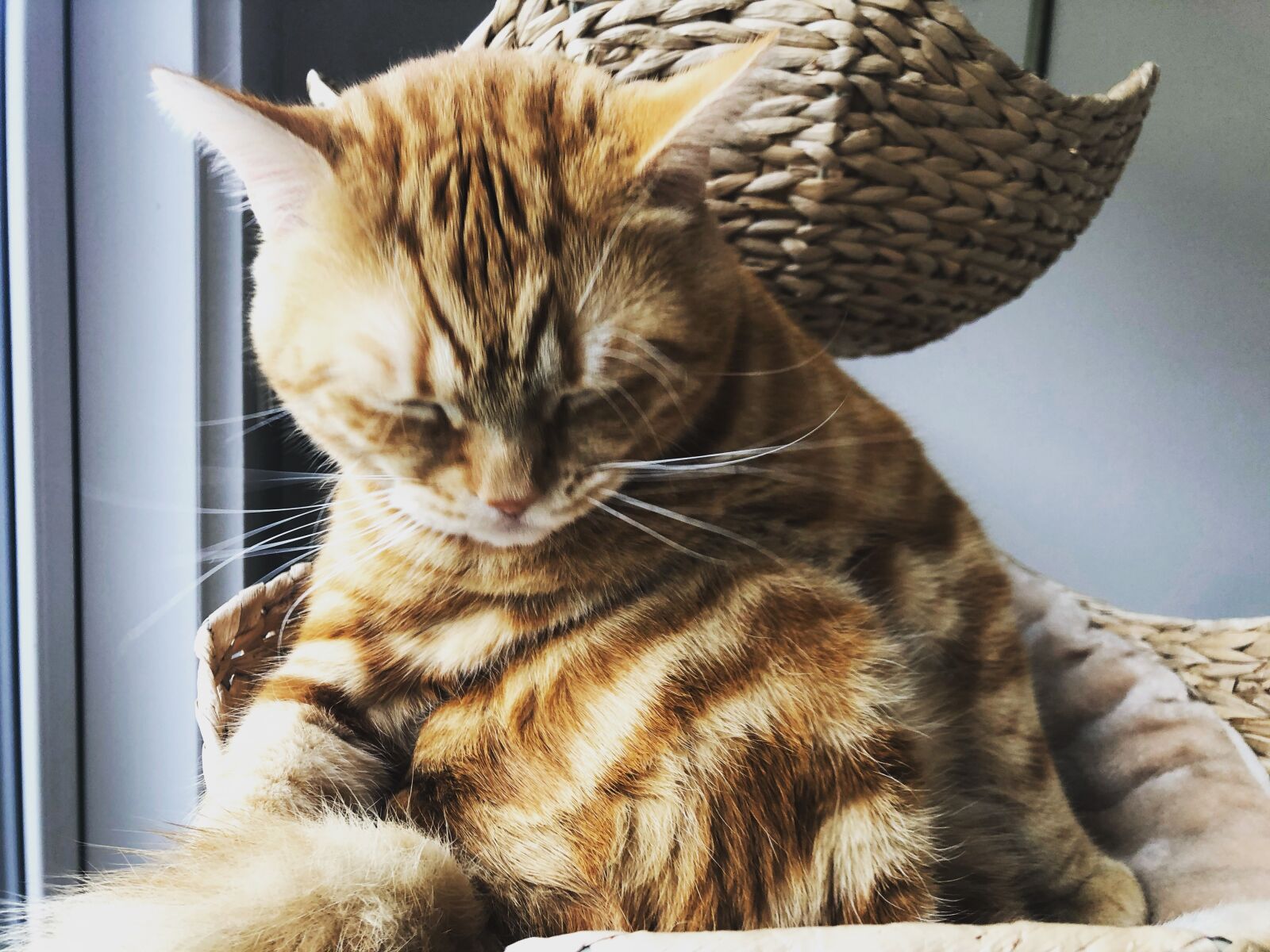 iPhone 8 back camera 3.99mm f/1.8 sample photo. Katze, kätzchen, gustaf photography