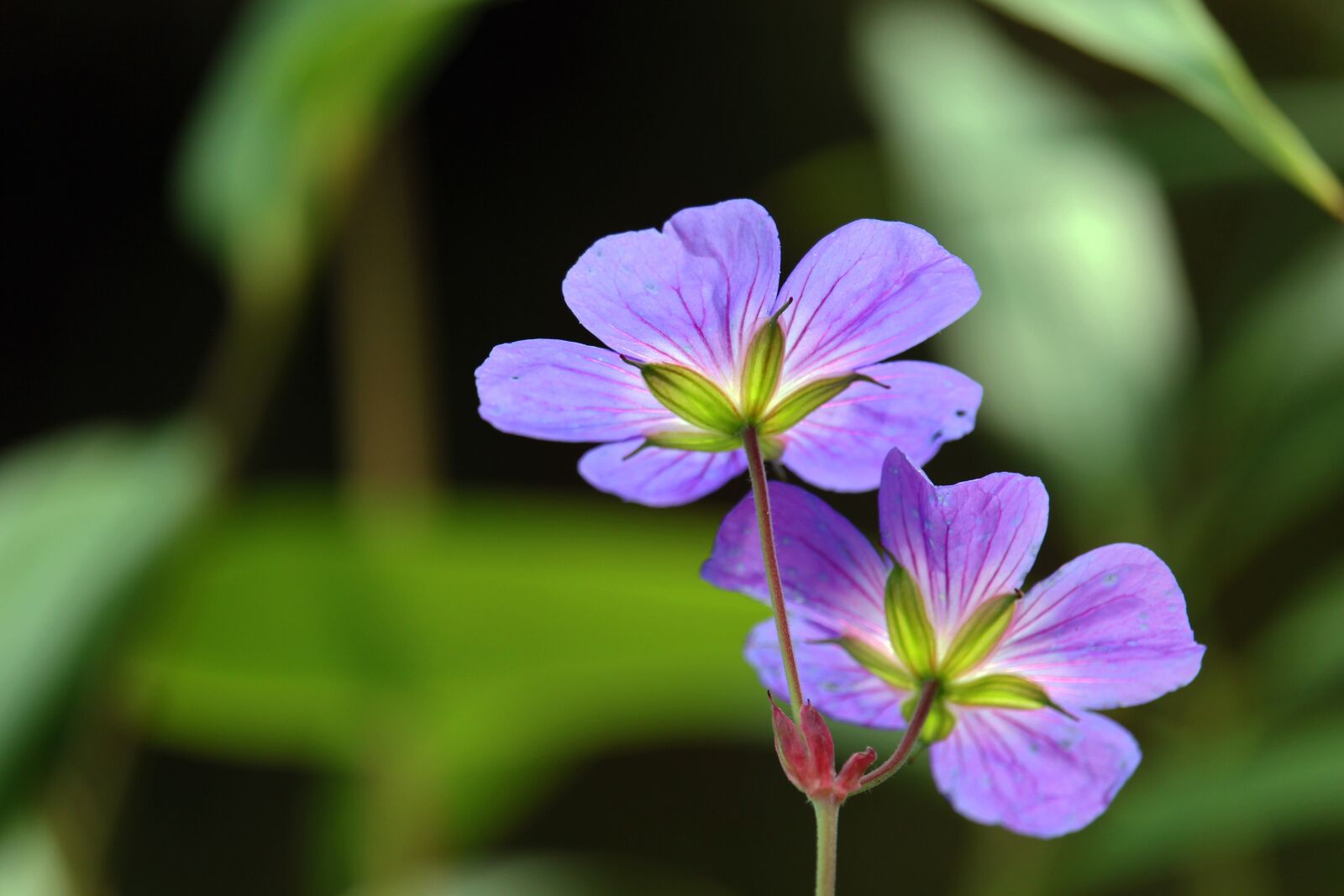 Canon EF-S 55-250mm F4-5.6 IS STM sample photo. Purple flower, garden, cranesbill photography