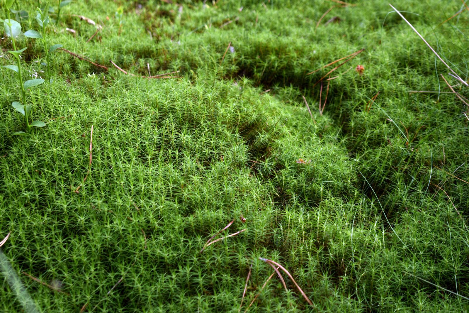 Nikon D3400 sample photo. Moss, nature, forest photography