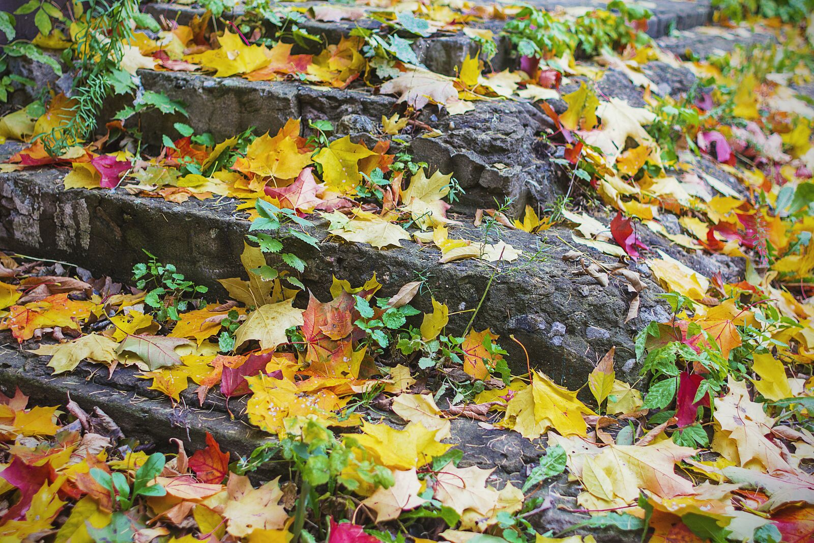 Canon EF 28mm F1.8 USM sample photo. Fall, stairs, autumn photography