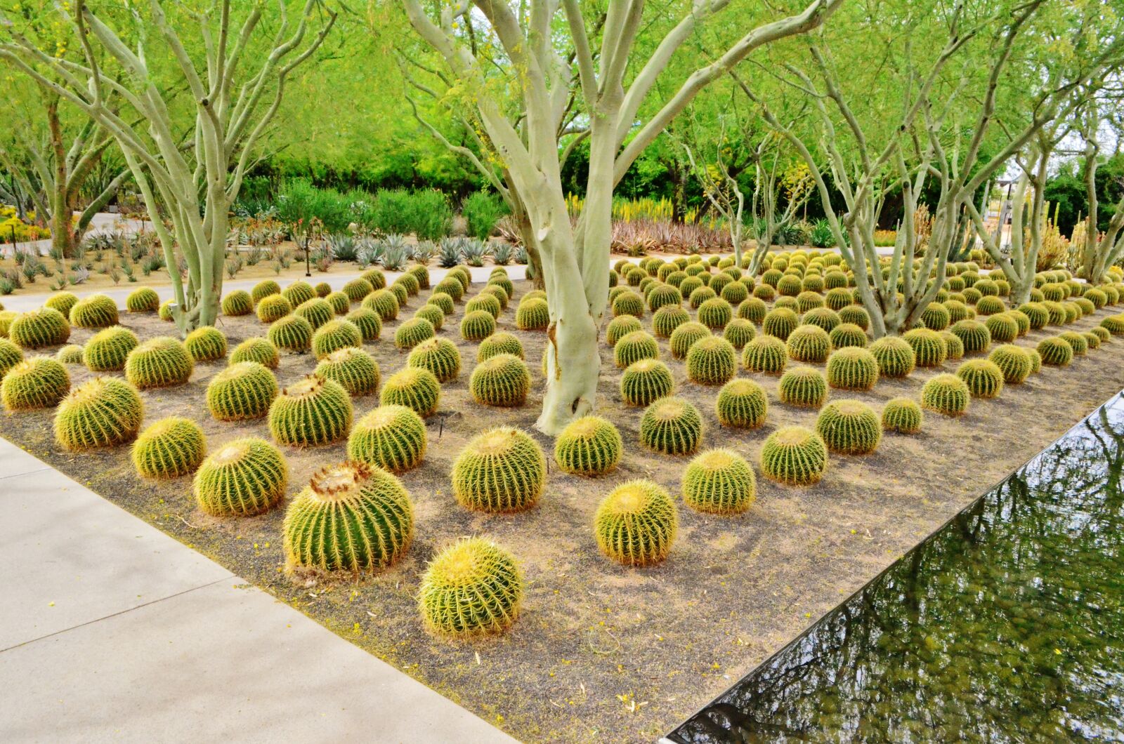 Nikon D5100 sample photo. Barrel cactus, cacti, palm photography