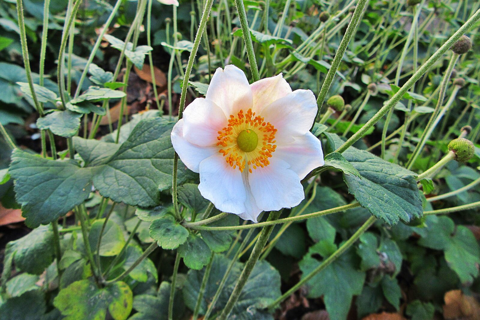 Canon PowerShot SX610 HS sample photo. Anemone, white, flower photography