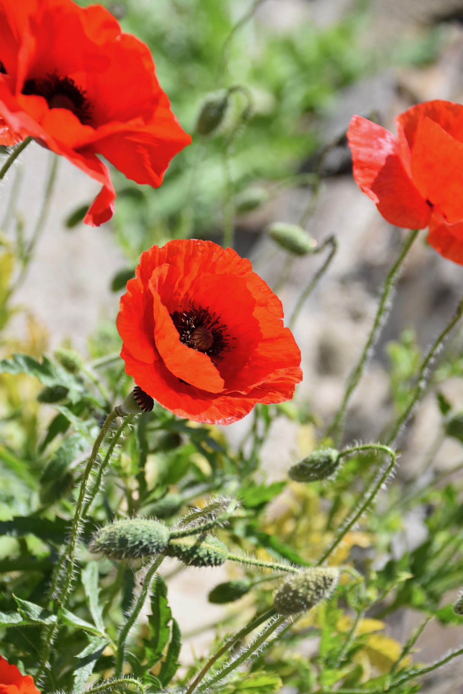 Nikon D5600 sample photo. Flower, flowers of poppies photography