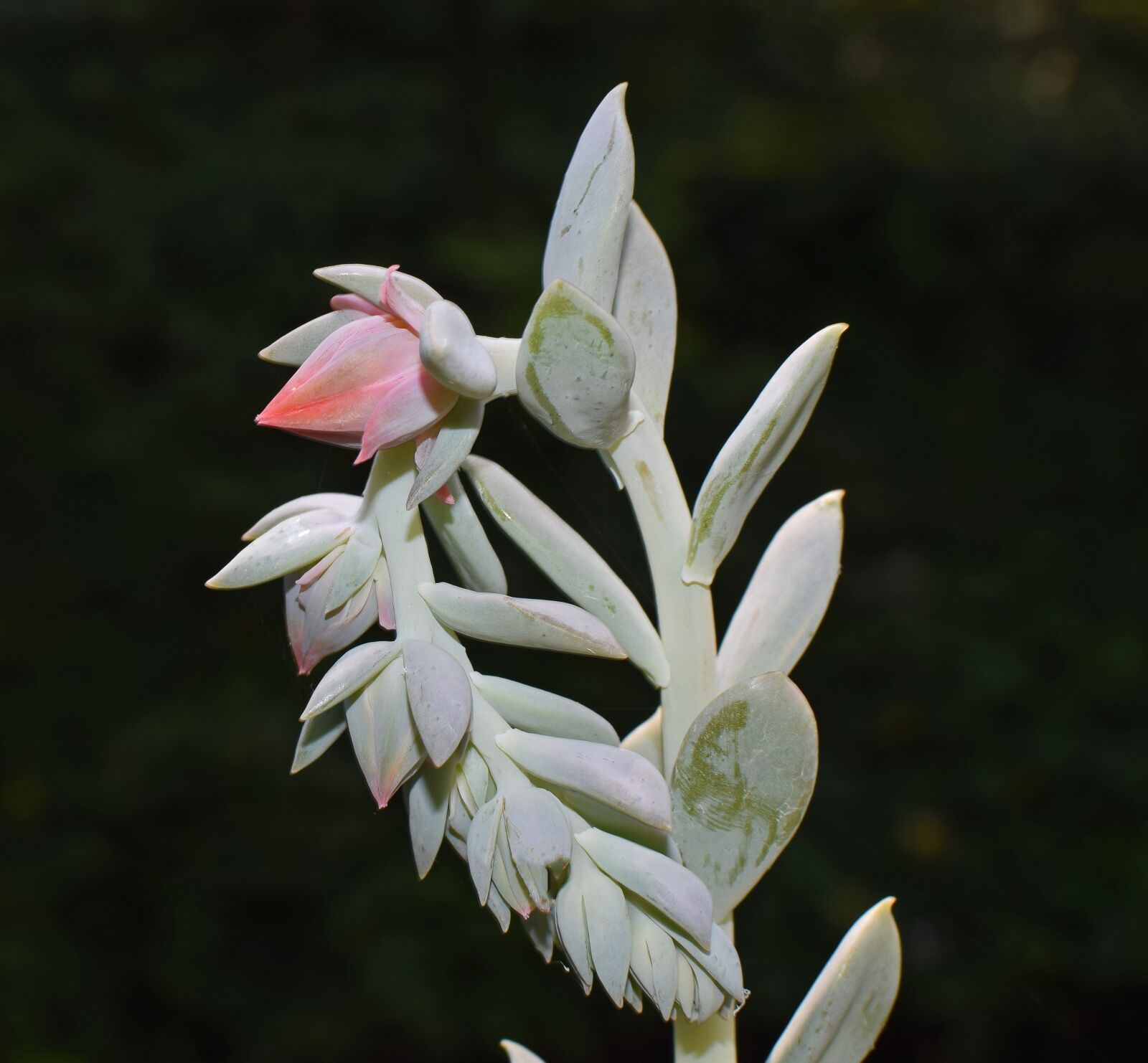 Nikon D3300 sample photo. Echeveria flower spike, succulent photography
