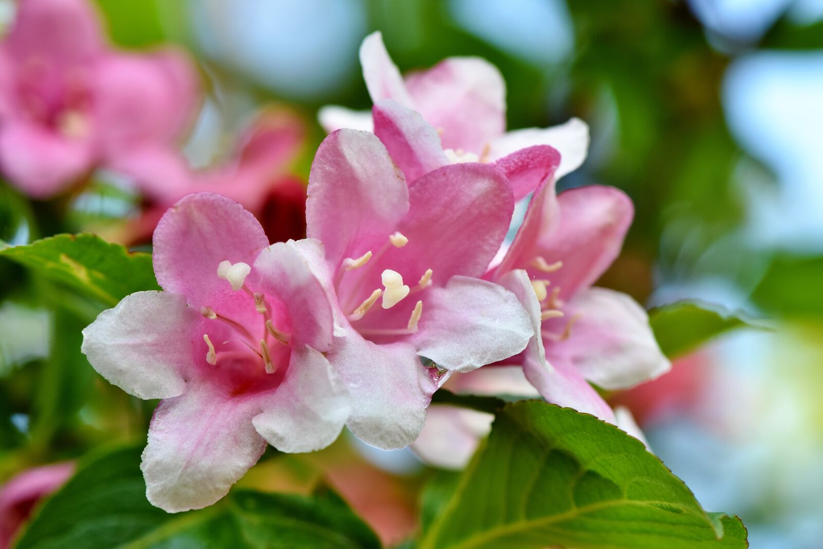 Nikon D7200 sample photo. Jasmin, jasmine flower, mock photography
