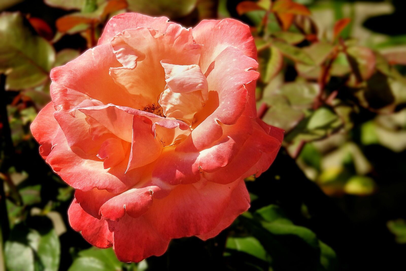 Nikon Coolpix P900 sample photo. Rose, orange, blossom photography