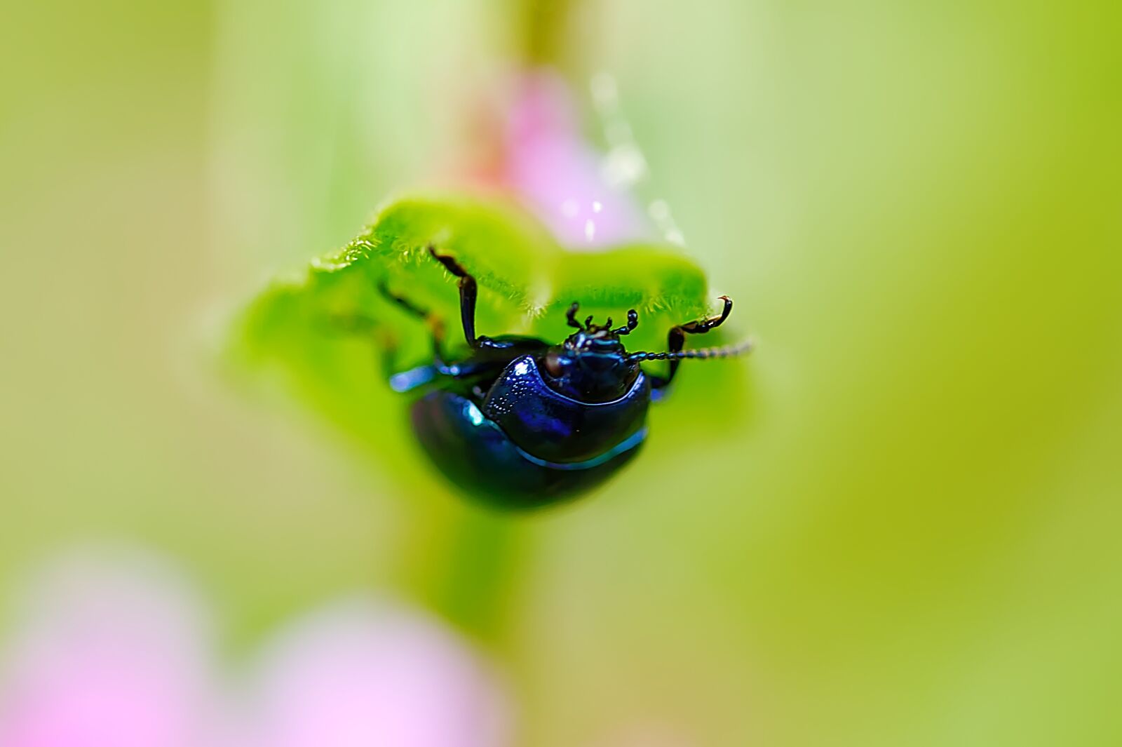 Canon EOS 60D sample photo. Beetle, insect, leaf photography