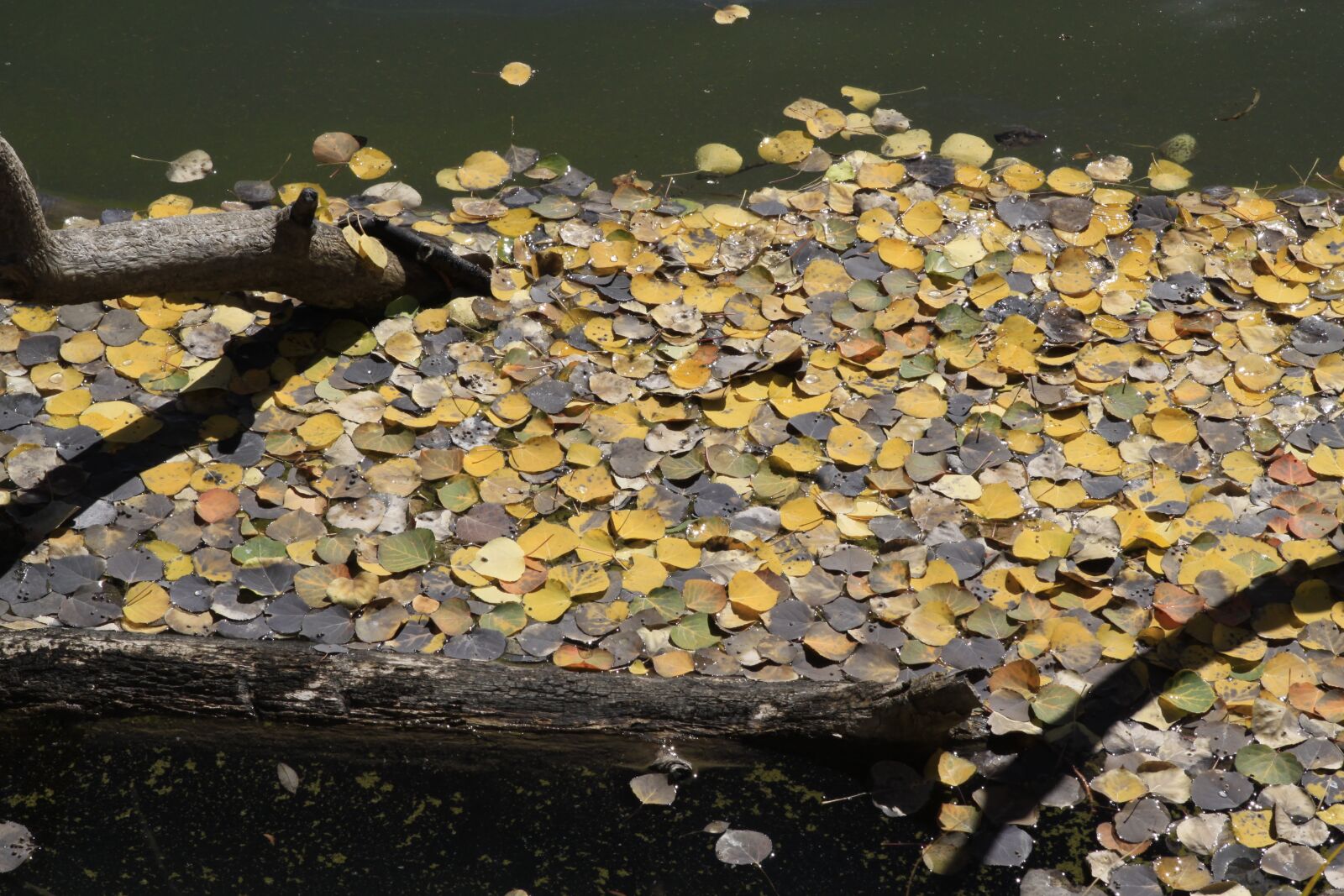 Canon EOS 50D sample photo. Autumn, nature, colorado photography