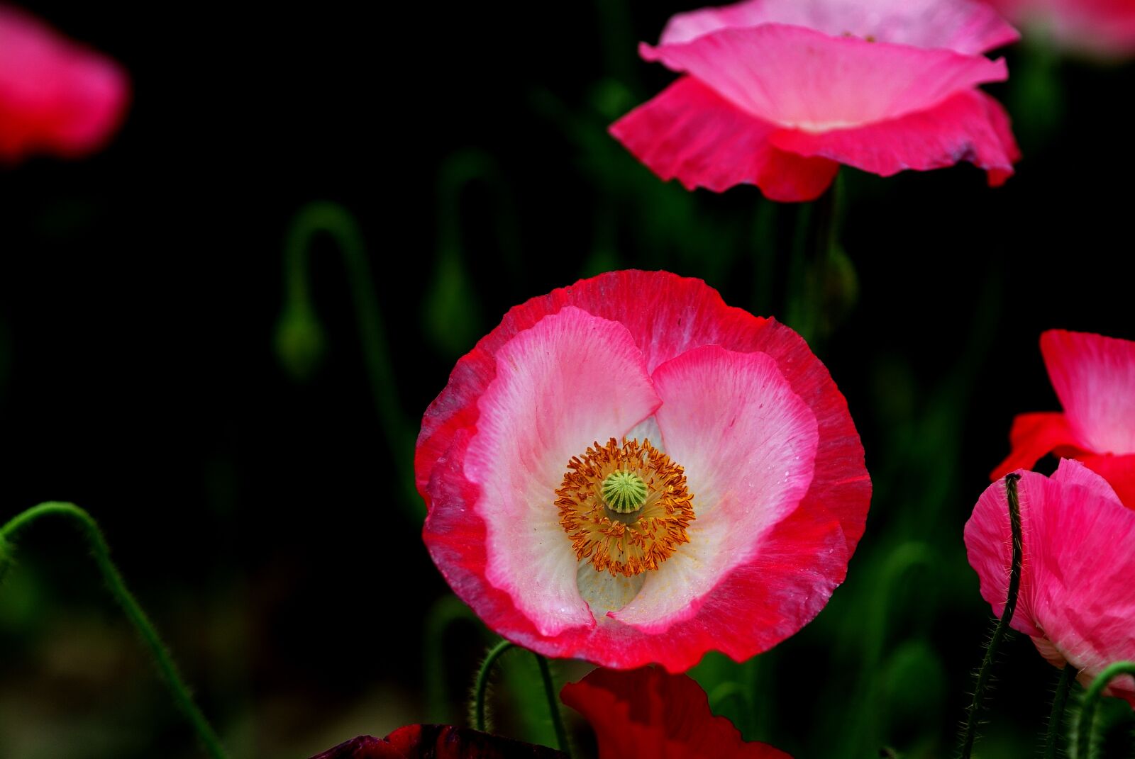 Fujifilm FinePix S3 Pro sample photo. Flowers, nature, plants photography