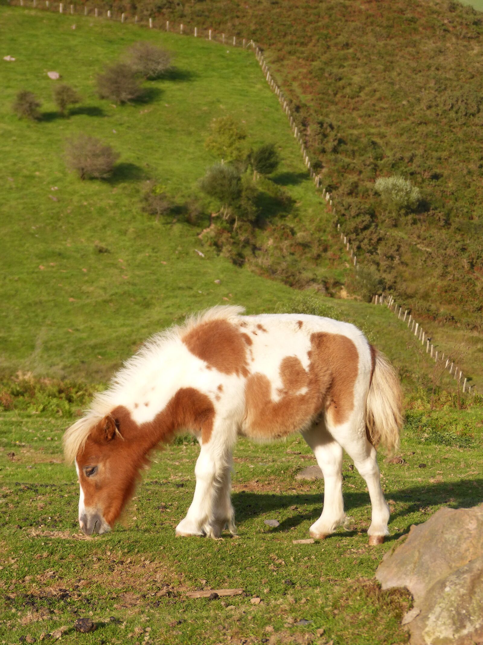 Panasonic DMC-FZ62 sample photo. Pony, pacer, pasture photography