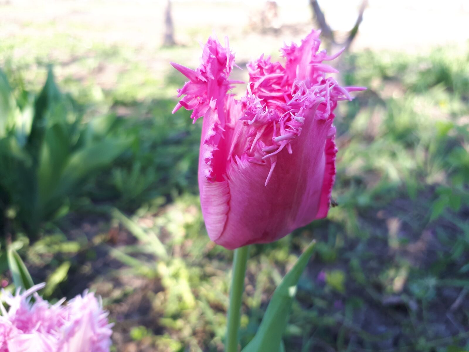 Samsung Galaxy A5(2017) sample photo. Flower, tulip, nature photography