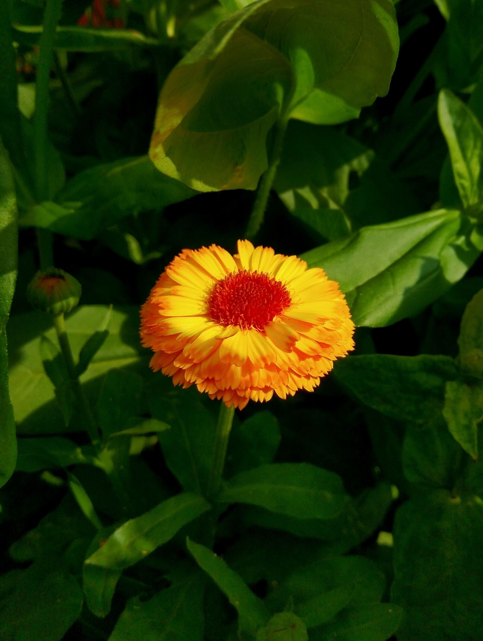 Xiaomi Redmi Note 4 sample photo. Orange flower, plant, flora photography