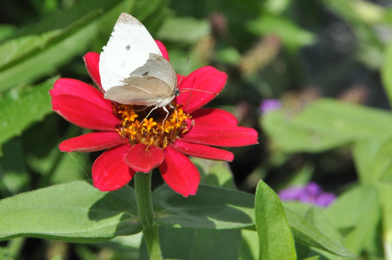 Nikon D5000 sample photo. Blossom, bloom, butterfly photography