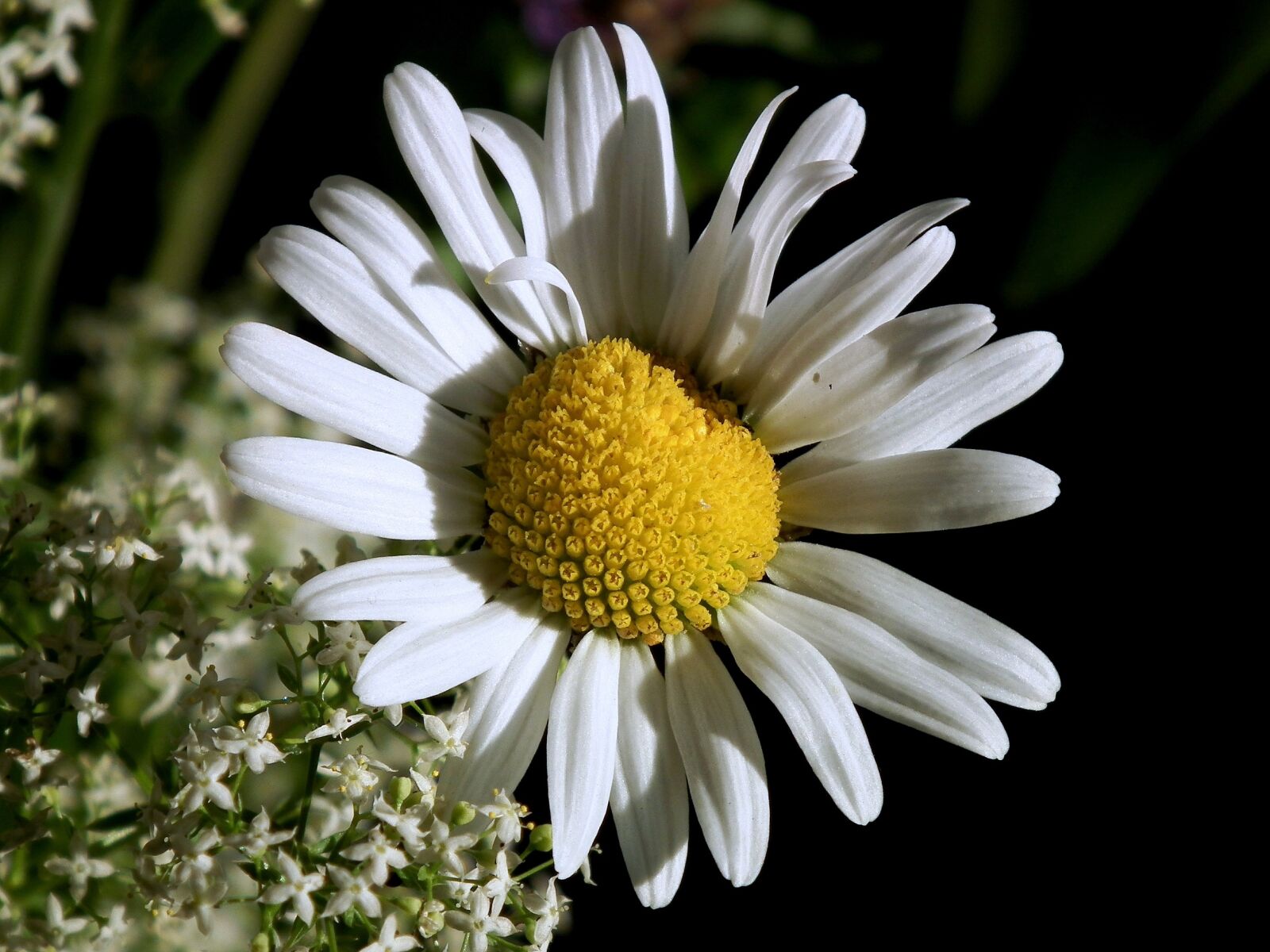 FujiFilm FinePix HS10 (FinePix HS11) sample photo. Marguerite, blossom, bloom photography
