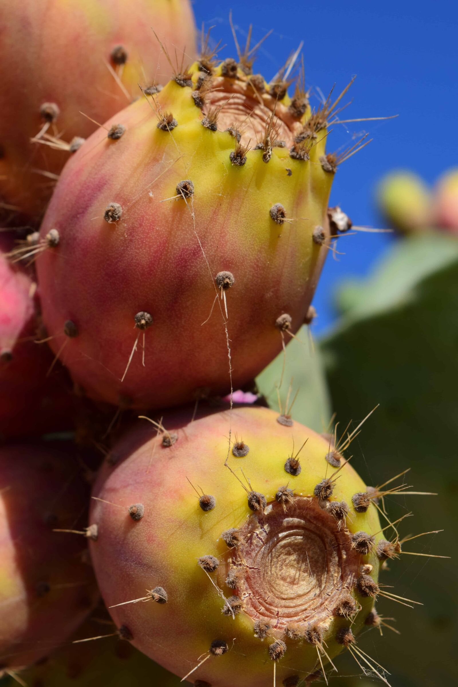 Nikon D3300 sample photo. Spike, garden, flora, cactus photography