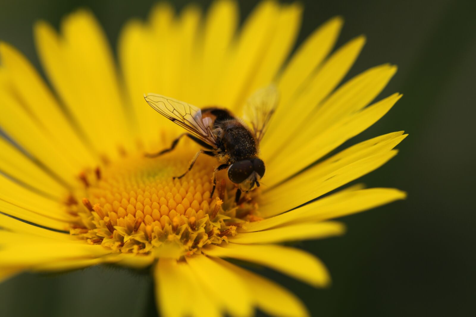 Canon EOS 5D Mark II sample photo. Nature, insect, bee photography