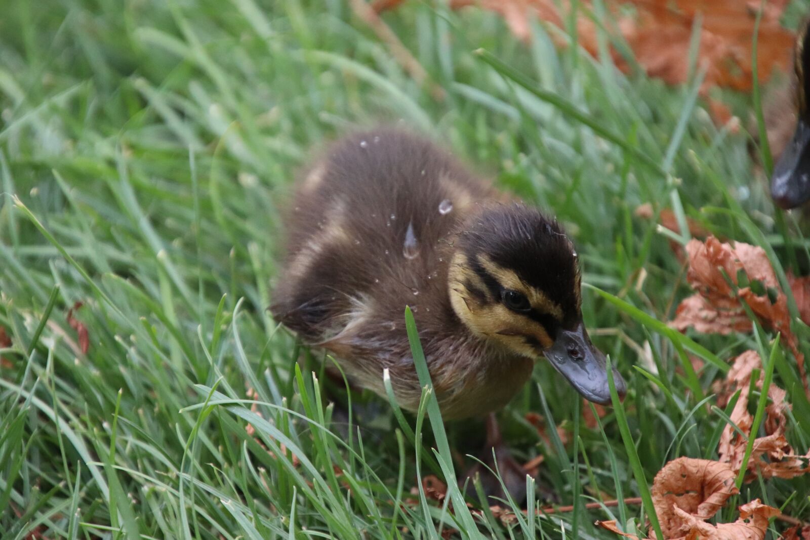 Canon EOS 800D (EOS Rebel T7i / EOS Kiss X9i) sample photo. Duckling, ducks, birds photography