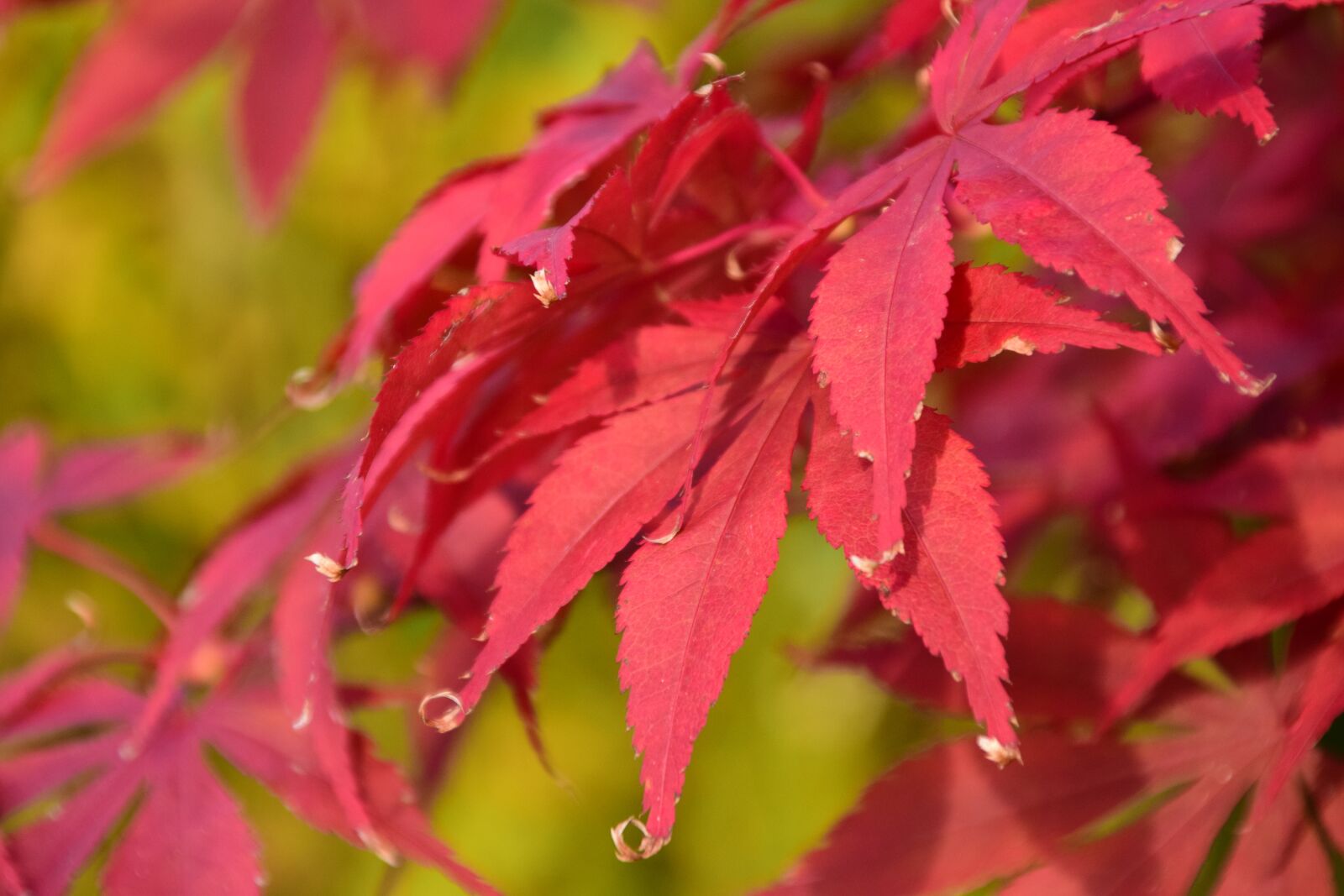 Nikon D3300 sample photo. Maple, red, autumn photography
