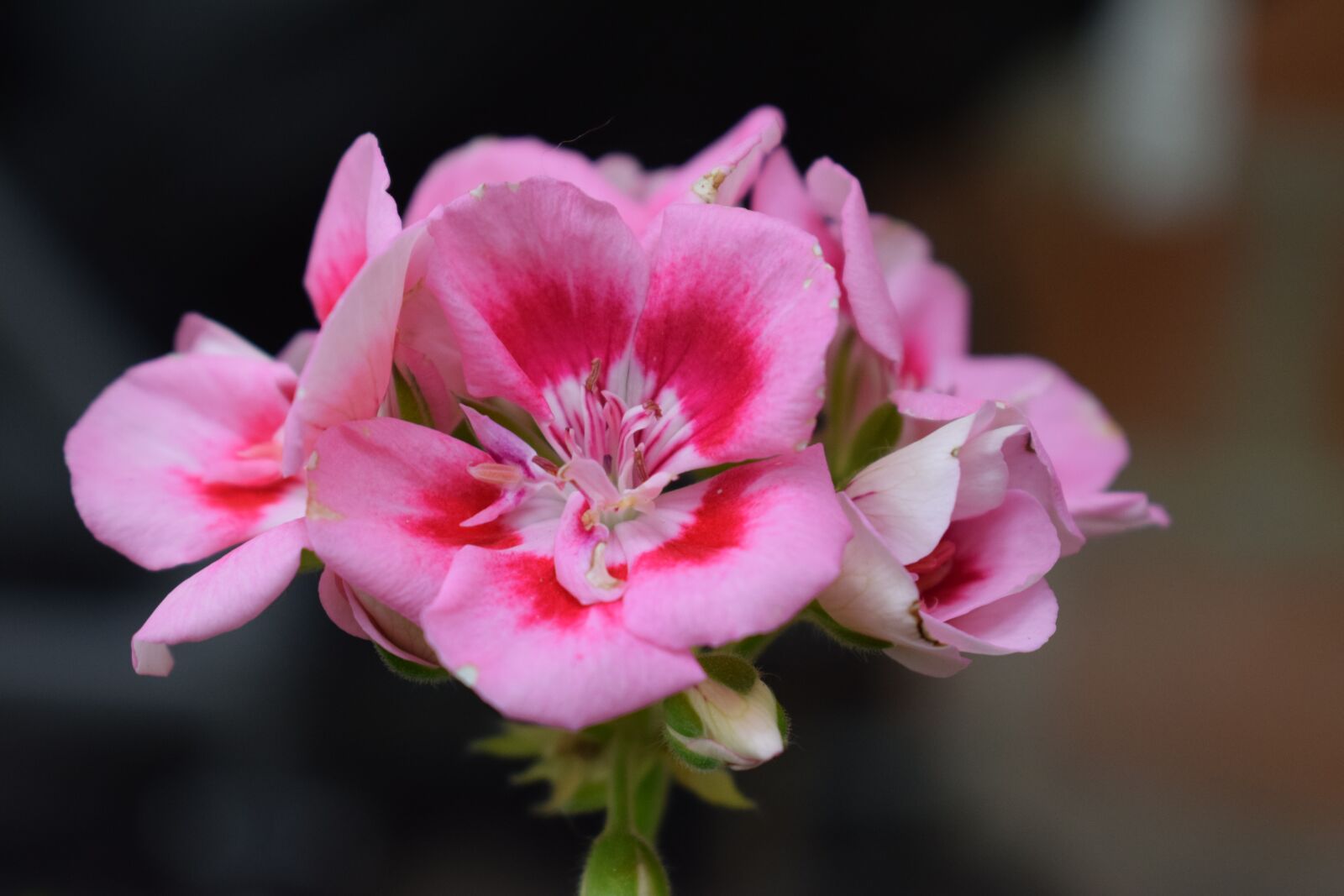 Nikon D5300 sample photo. Flowers, petal, nature photography