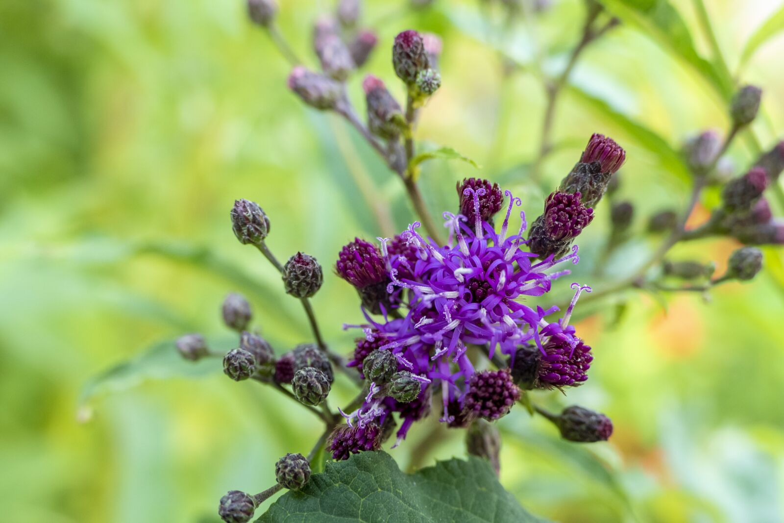 Panasonic Lumix DMC-FZ1000 sample photo. Purple, lavender, violet photography