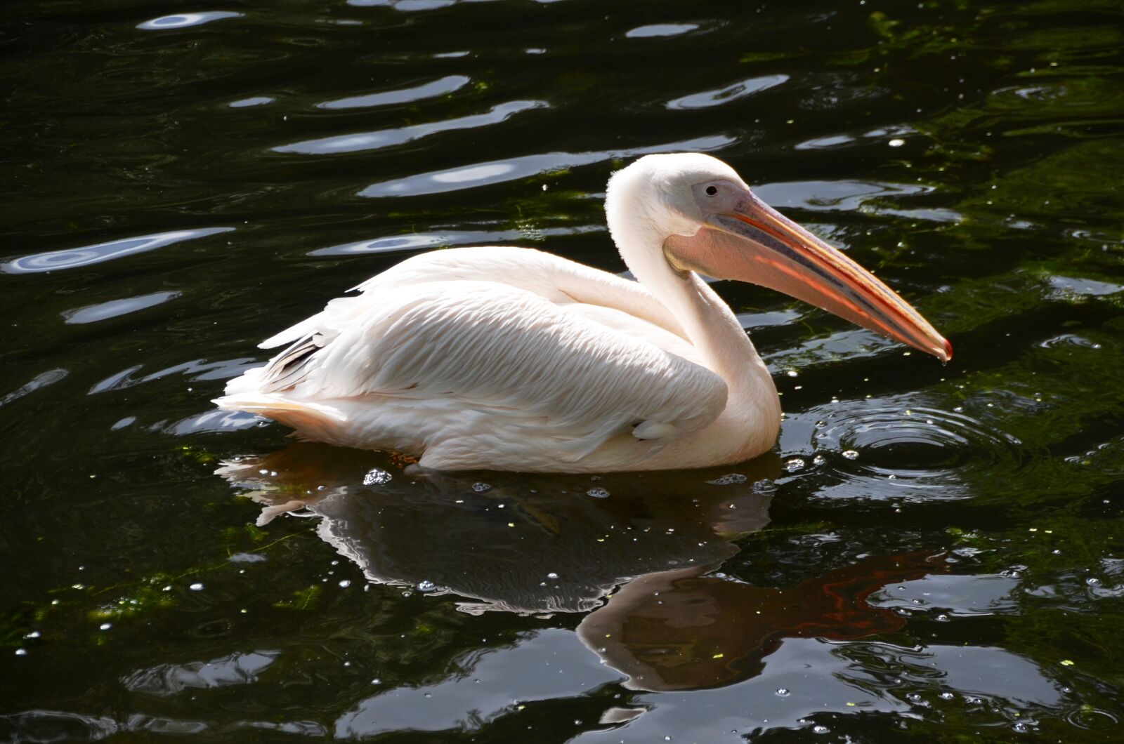 Nikon D5100 sample photo. Pelikan, animal, bird photography