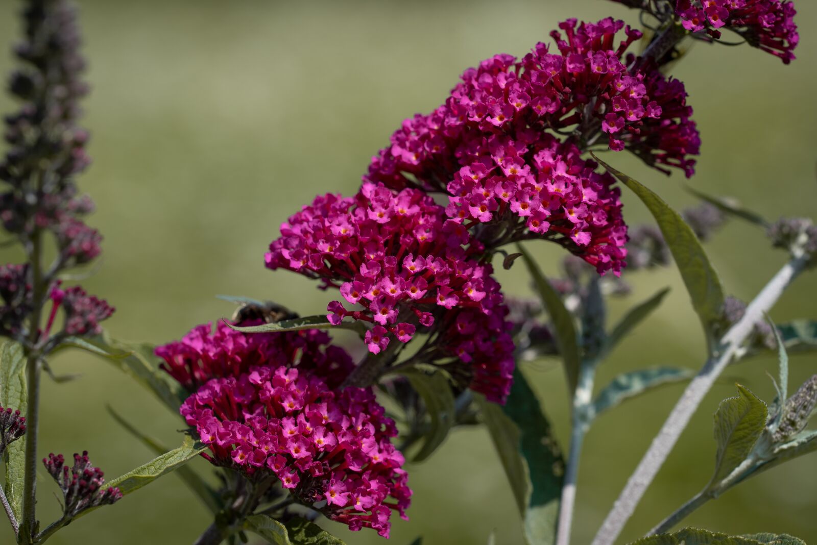 Nikon D750 sample photo. Lilac, pink, garden photography
