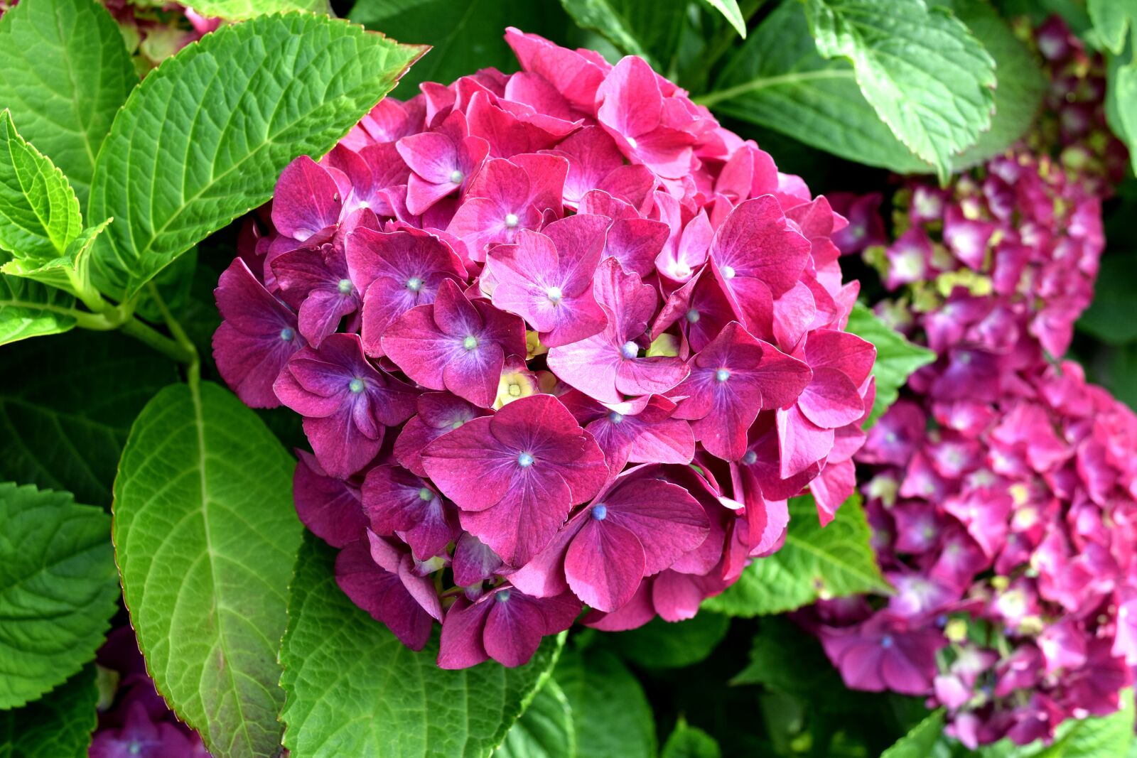 Nikon D3300 sample photo. Hydrangea, pink, nature photography