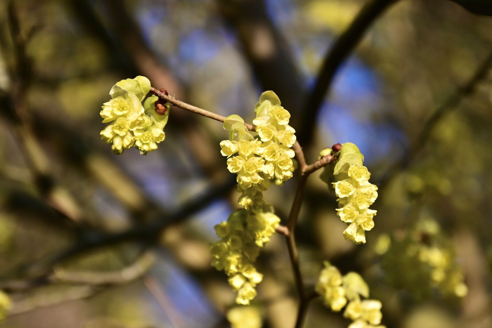 Nikon Nikkor Z 24-70mm F2.8 S sample photo. Spice bush, lindera benzoin photography