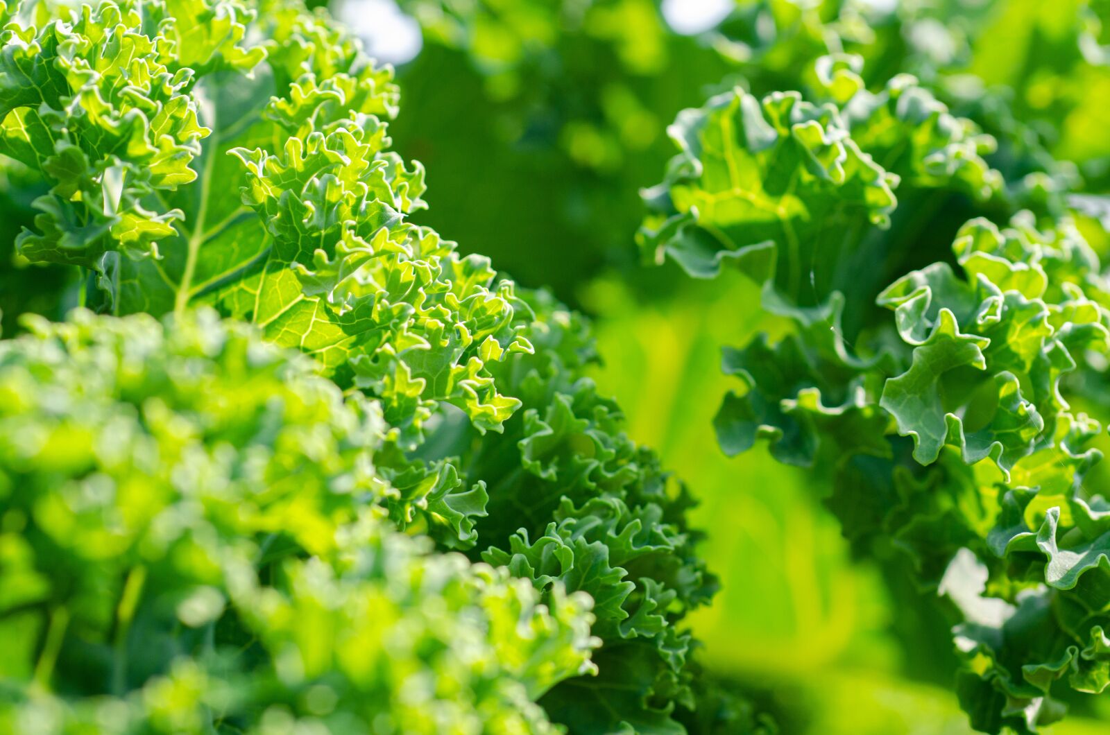 Nikon D7000 sample photo. Kale, vegetable, garden photography