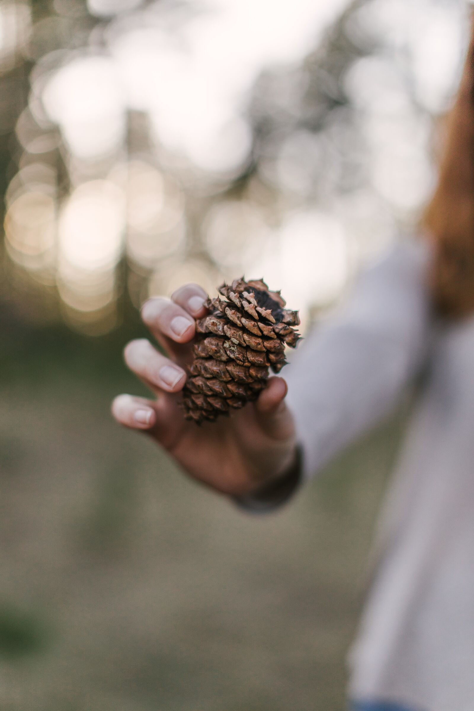 Canon EOS 5D Mark IV + Canon EF 50mm F1.2L USM sample photo. Pine cone, outdoors, cone photography