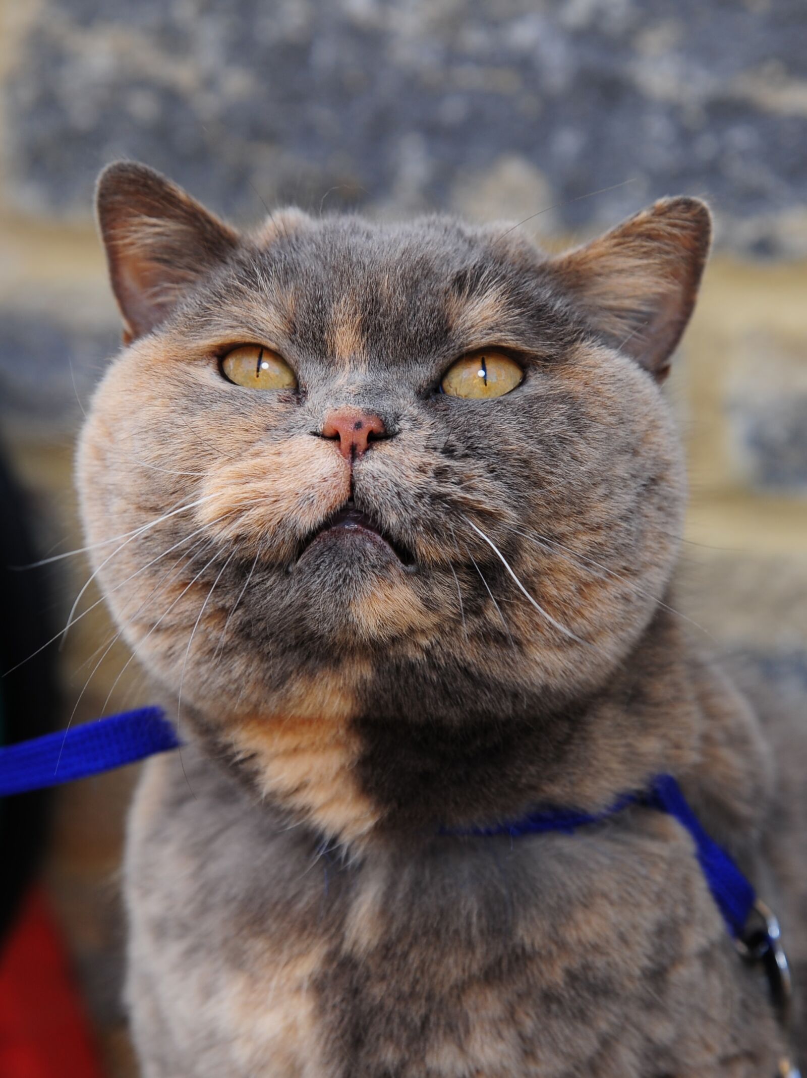 Nikon D3S sample photo. Animal, cute, portrait photography