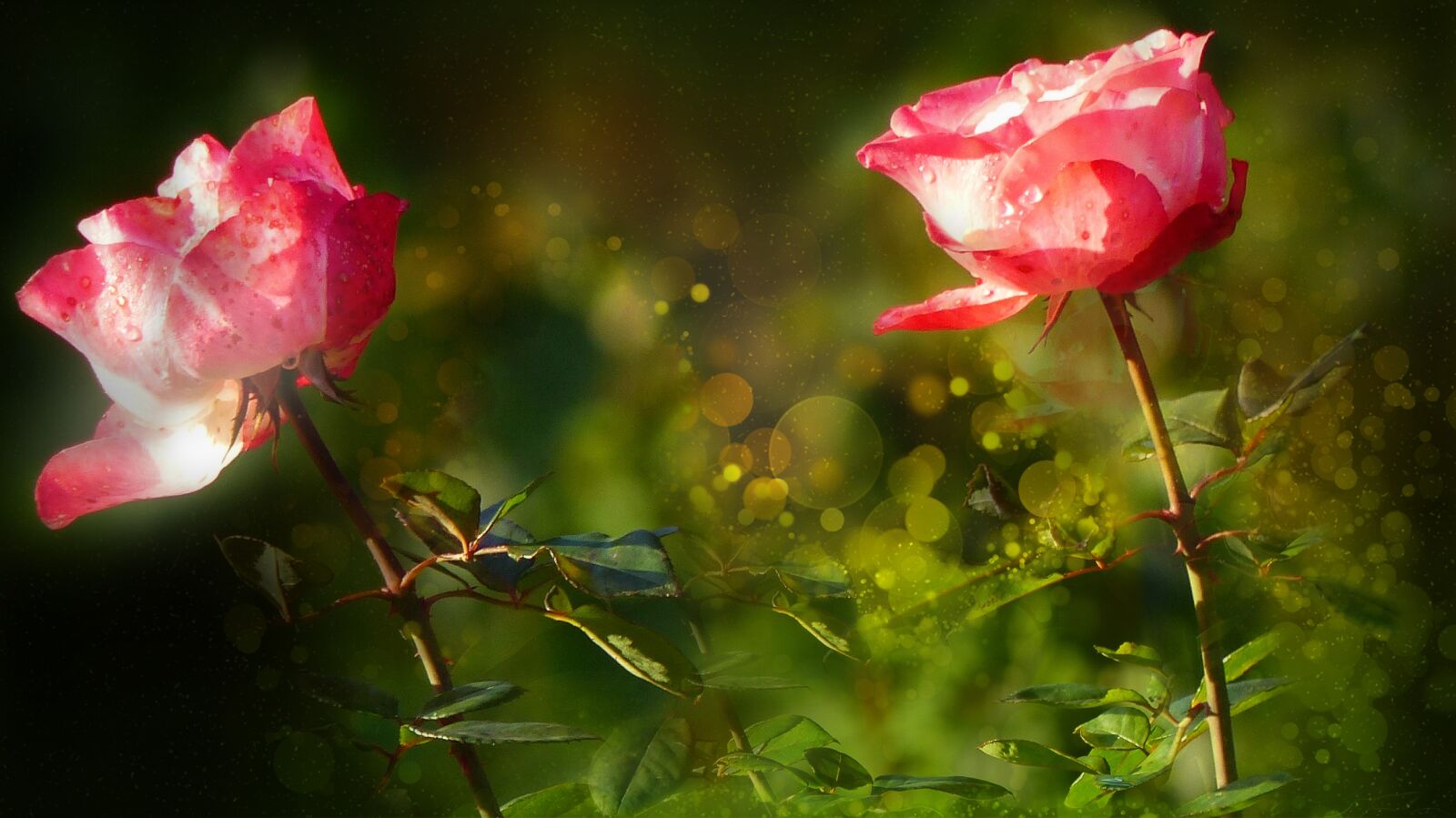 Panasonic Lumix DMC-FZ200 sample photo. Roses, flowers, pink rose photography