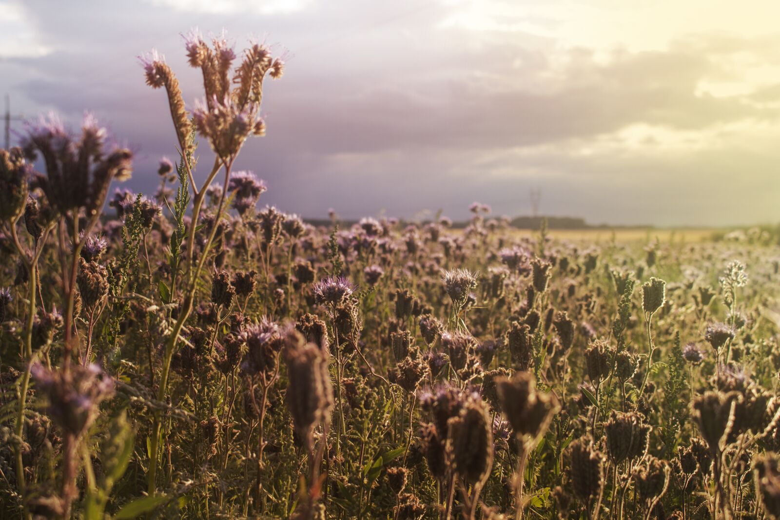 Canon EOS 700D (EOS Rebel T5i / EOS Kiss X7i) sample photo. Field, sunset, landscape photography
