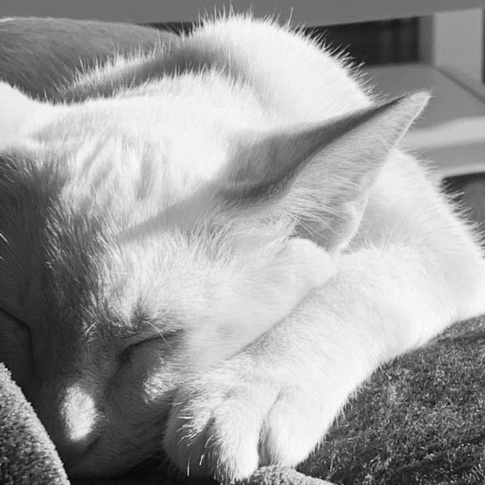 Apple iPhone XS Max sample photo. Cat, black, white photography