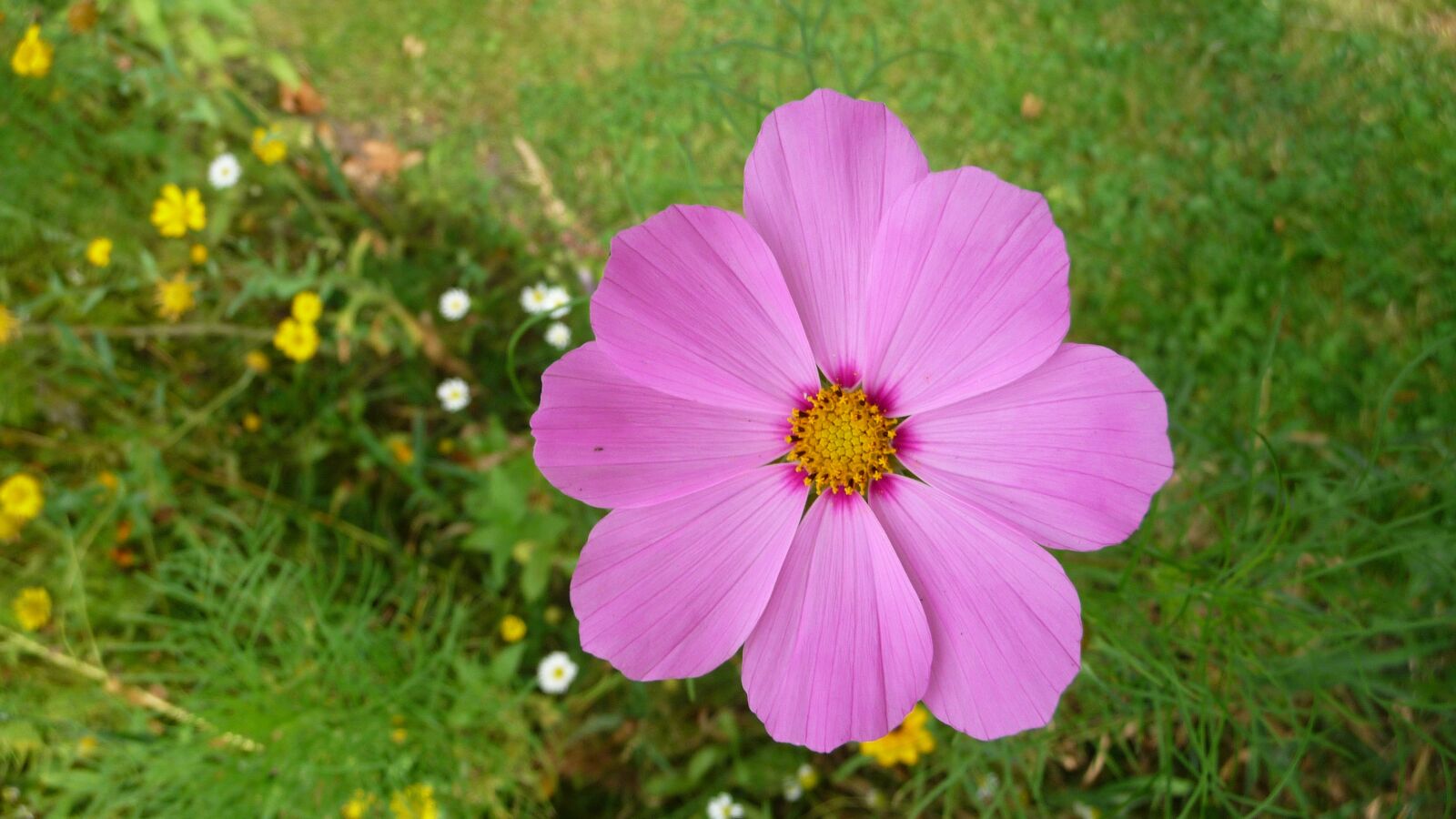 Panasonic Lumix DMC-TZ5 sample photo. Blossom, bloom, flower photography