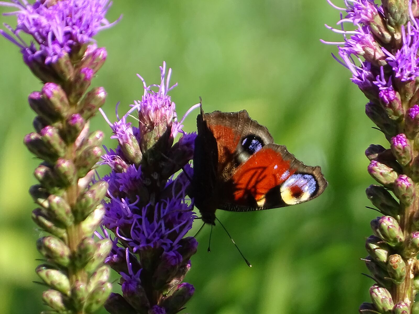 Sony Cyber-shot DSC-HX400V sample photo. Butterfly, nature, close up photography