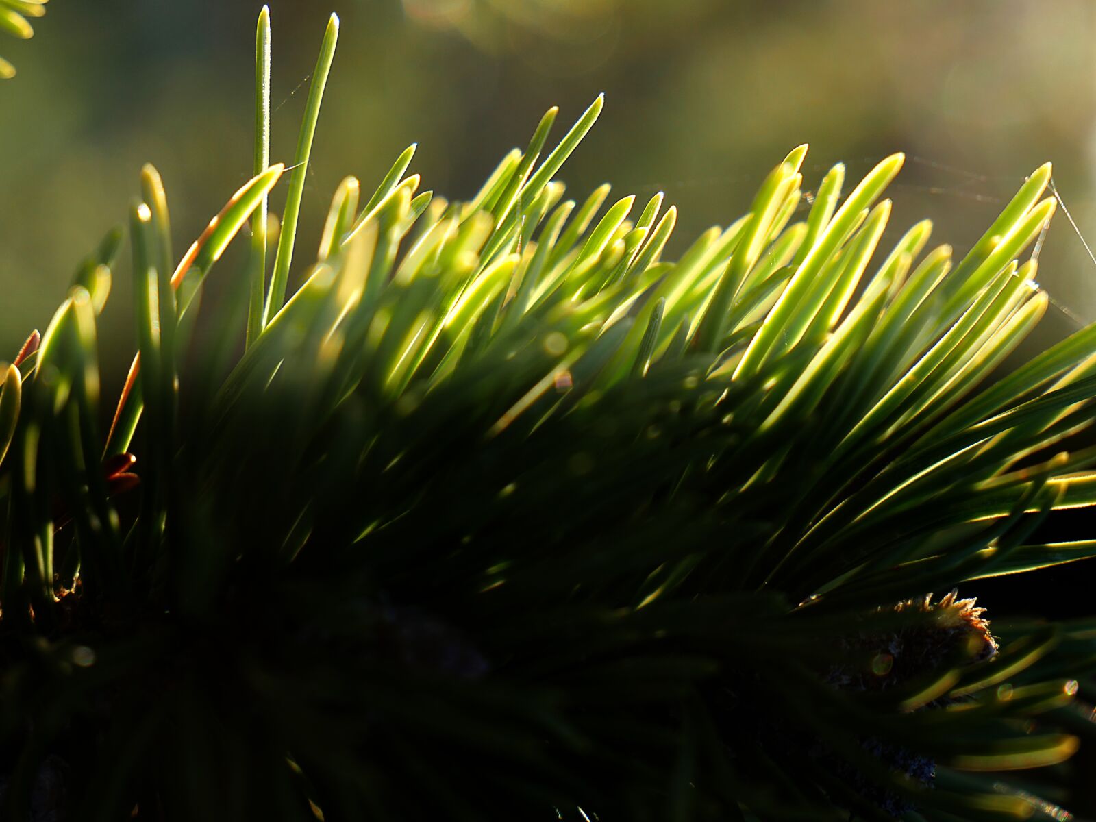 Panasonic Lumix DMC-GX8 sample photo. Needles, resinous, light photography