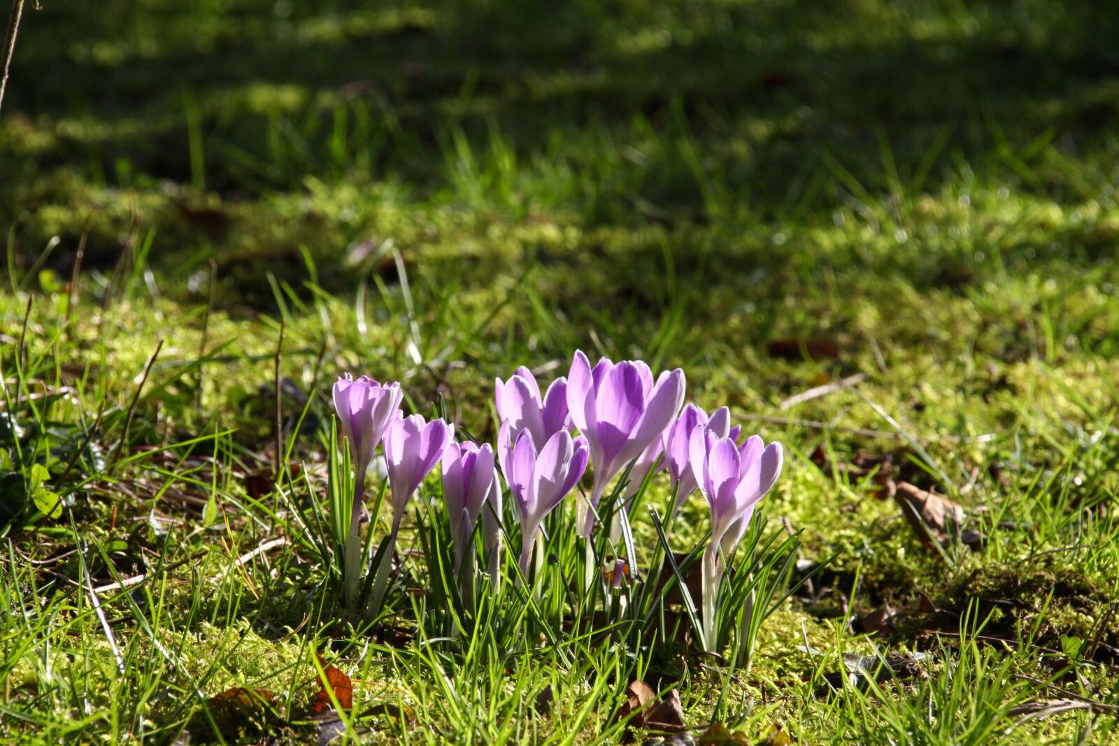 Canon EOS 50D sample photo. Crocus, nature, flower photography