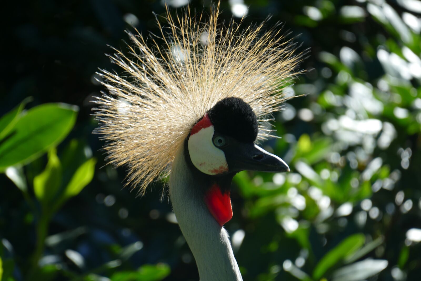 Panasonic Lumix DMC-FZ1000 sample photo. Eastern, head, headdress photography
