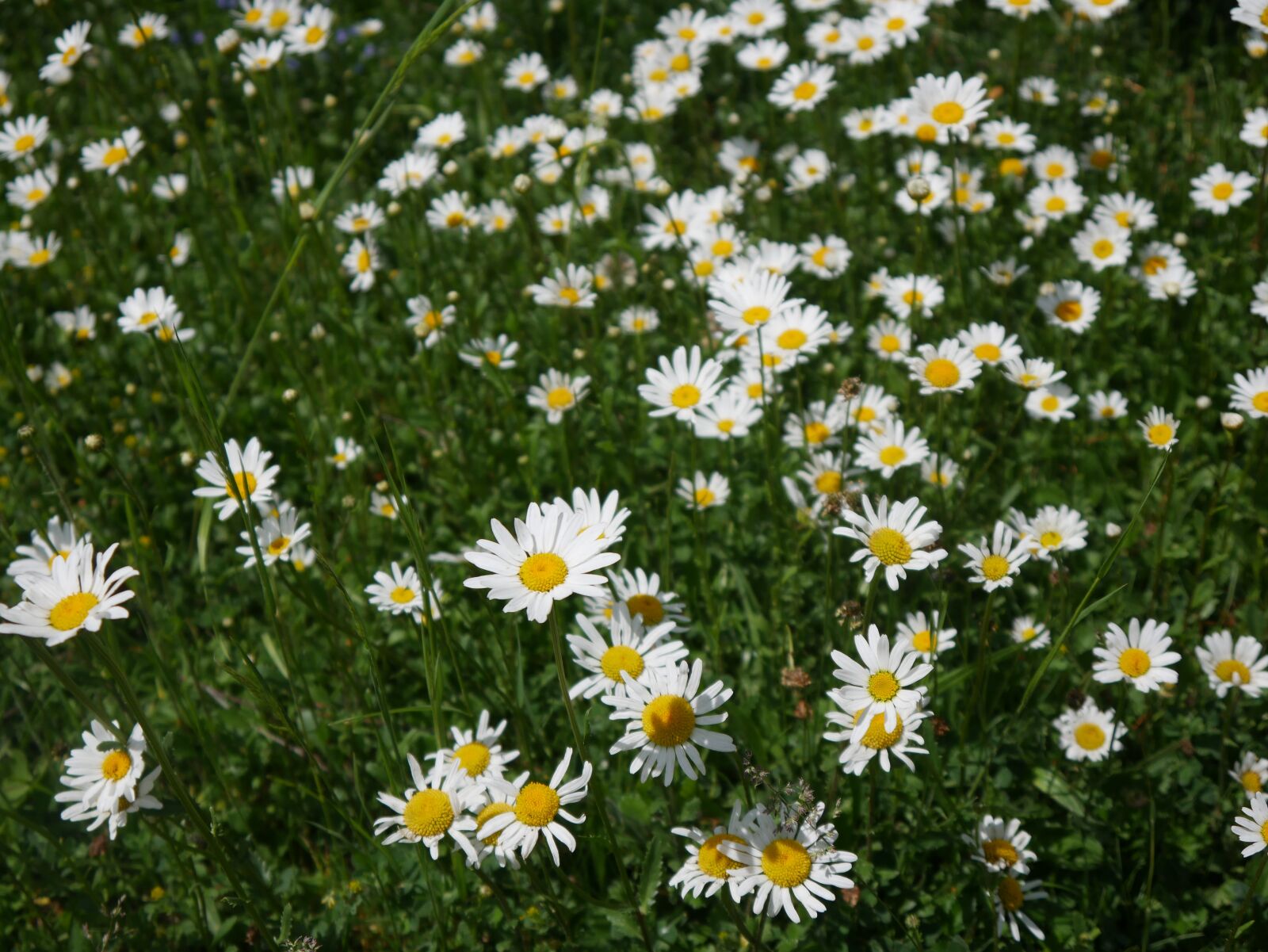 Panasonic DMC-G70 sample photo. Meadow, flowers, summer photography