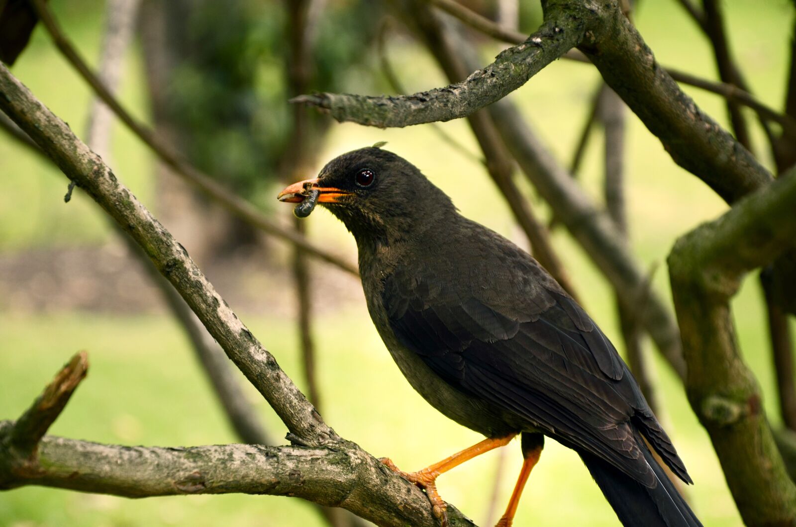 Nikon D7000 sample photo. Ave, bird, bird eating photography