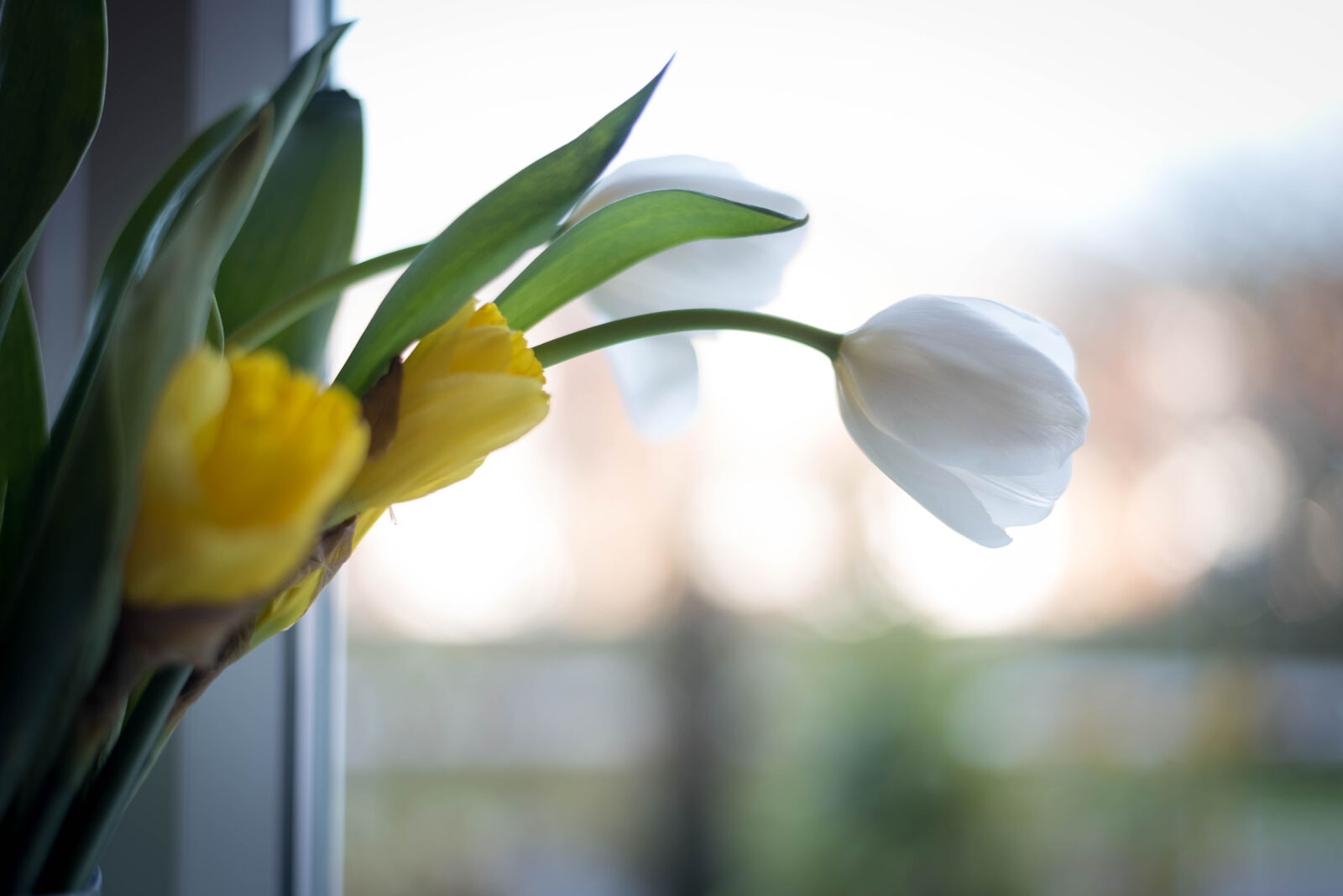 Nikon D750 + Nikon AF-S Nikkor 50mm F1.8G sample photo