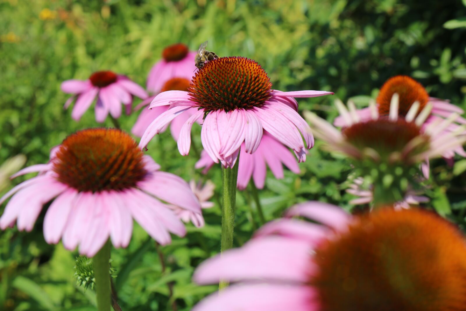 Canon EOS 750D (EOS Rebel T6i / EOS Kiss X8i) sample photo. Bee, bees, sprinkle photography