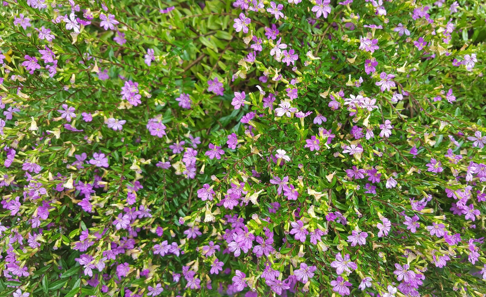 Samsung Galaxy Note5 sample photo. False heather, mexican heather photography