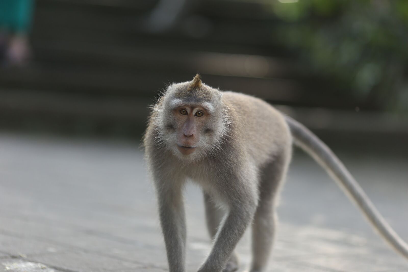 Canon EOS 6D sample photo. Maki, monkey, middle east photography