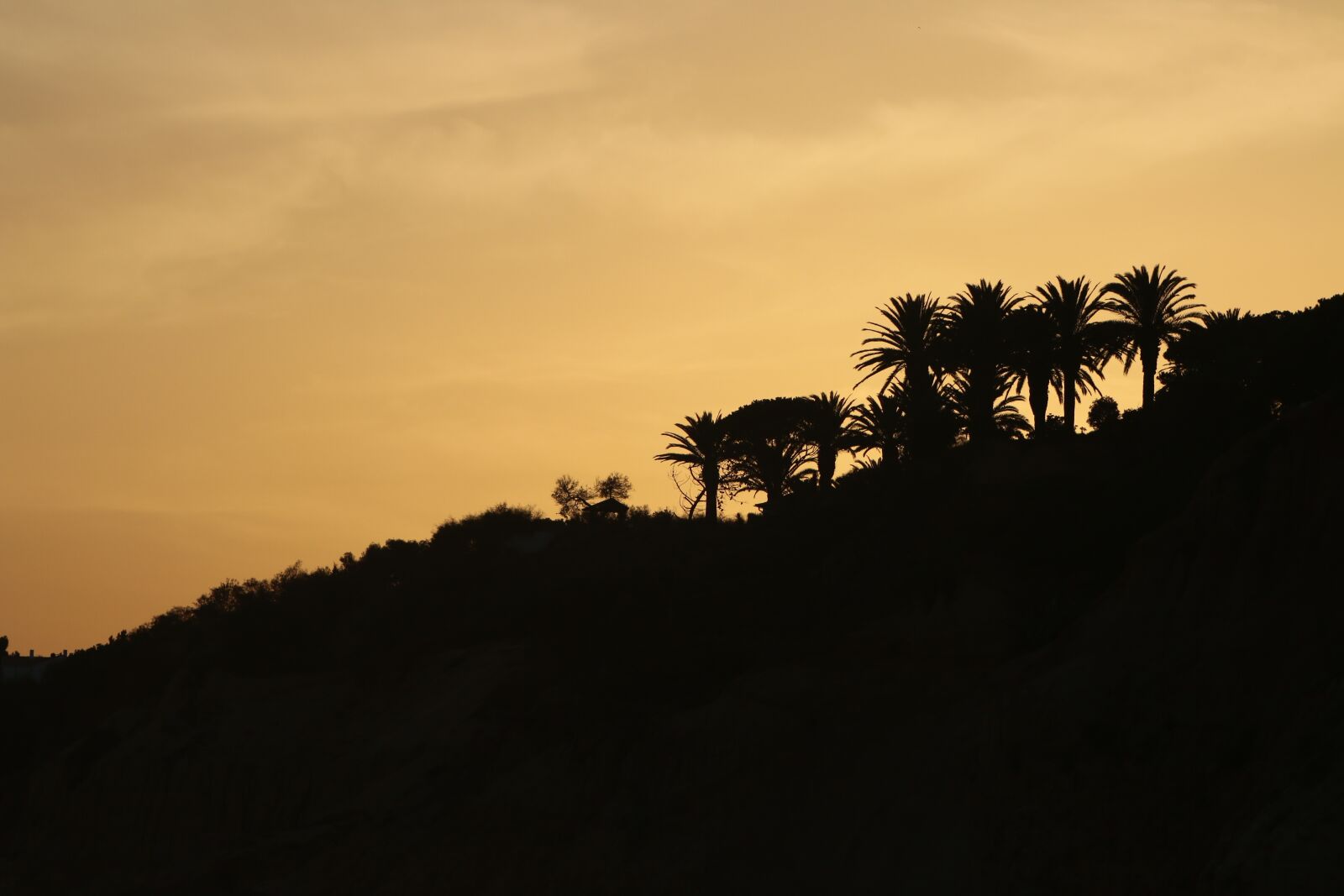 Canon EF 75-300mm f/4-5.6 USM sample photo. Palm trees, nature, beach photography